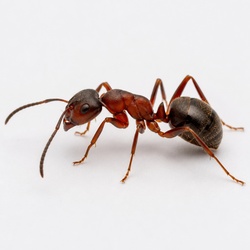 Ant Identification Guide
