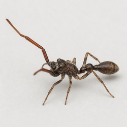 Ant-mimic Spider Identification Guide