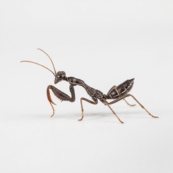 Ant-mimicking Mantis Identification Guide