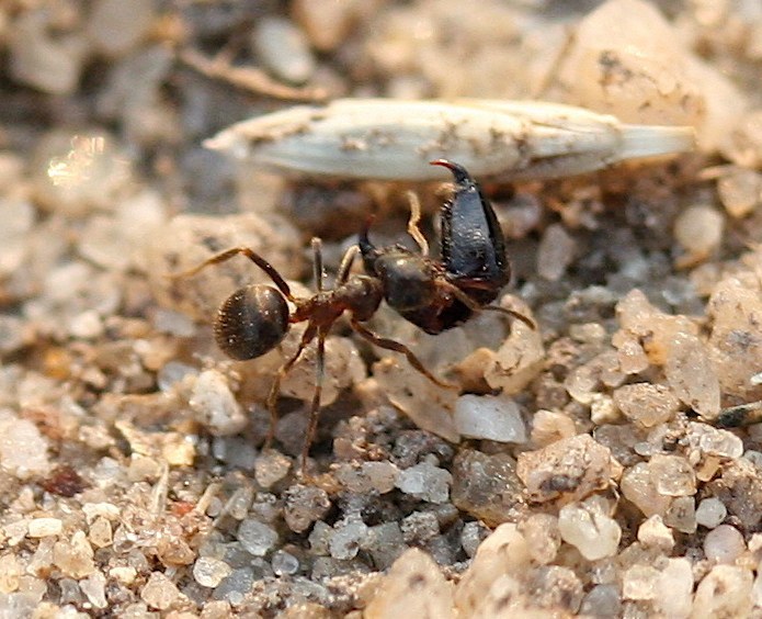 Ant