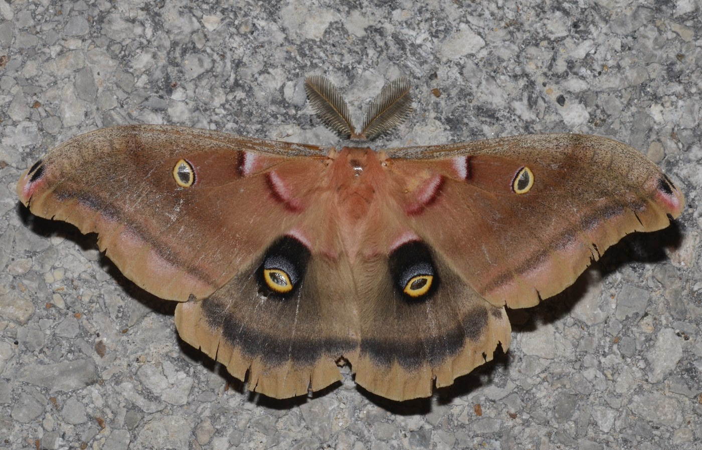 Antheraea Silkmoth