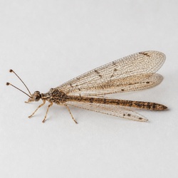 Antlion Identification Guide
