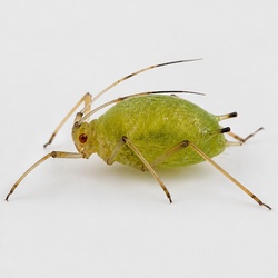Aphid Identification Guide