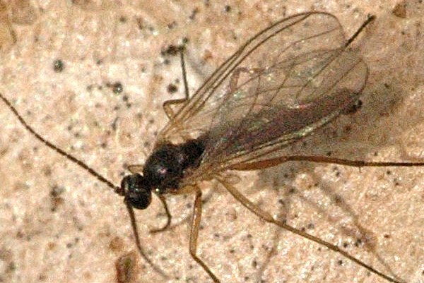 Aphid Midge