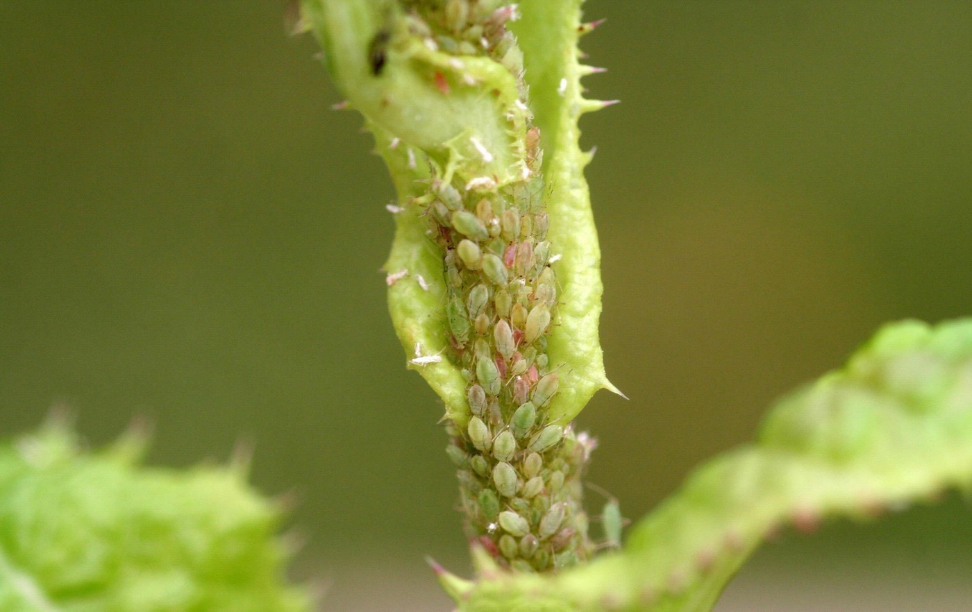 Aphid
