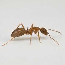 Argentine Ant Identification Guide
