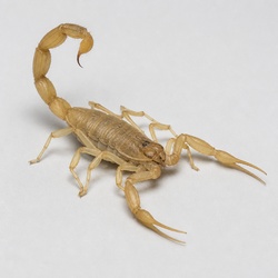 Arizona Bark Scorpion Identification Guide