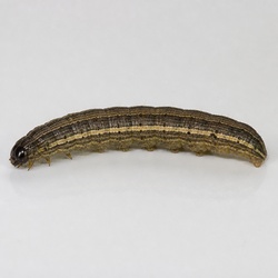 Armyworm Identification Guide