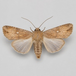 Armyworm Moth Identification Guide