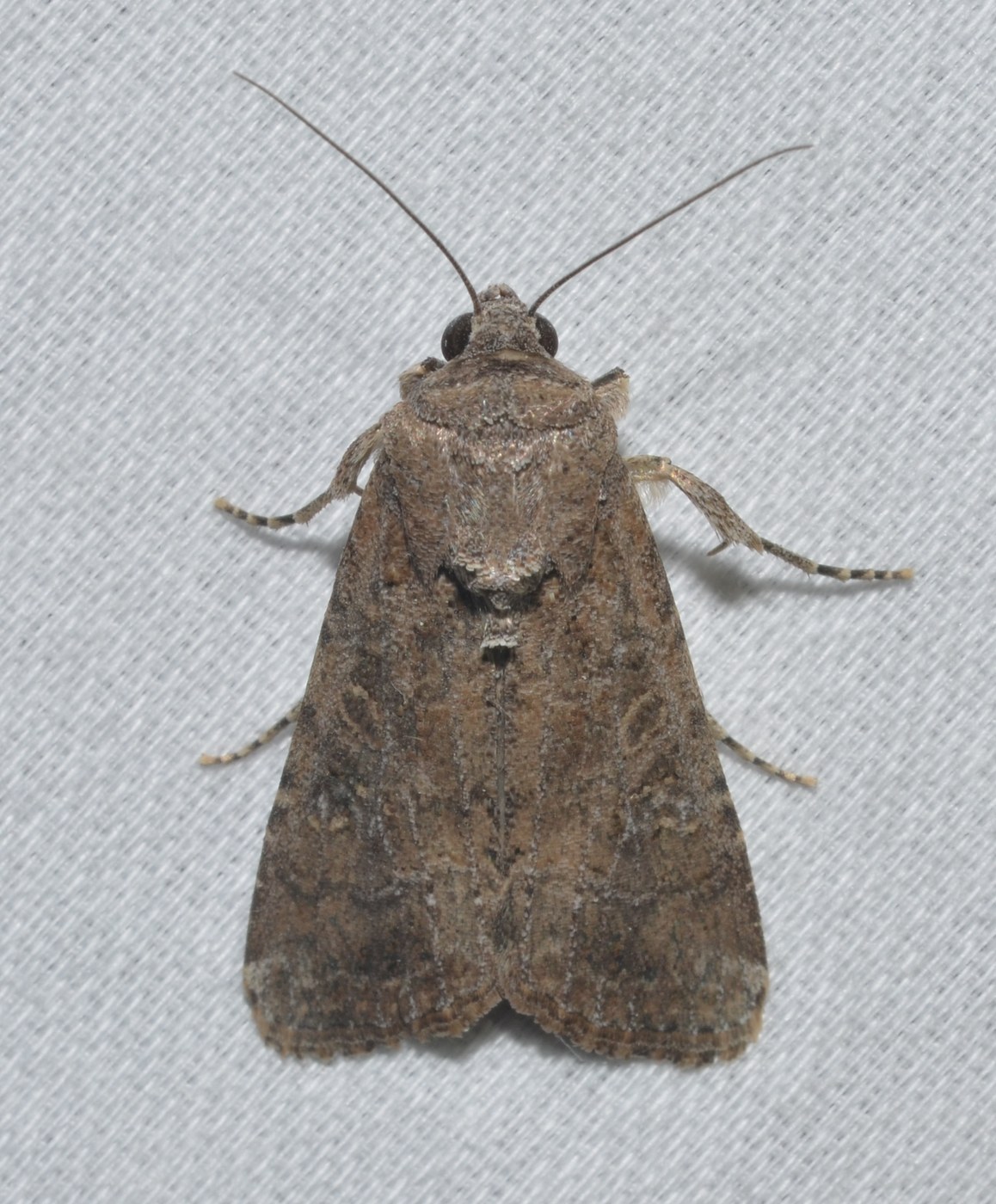 Armyworm Moth
