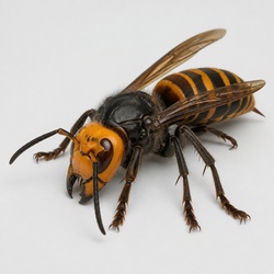 Asian Giant Hornet Identification Guide