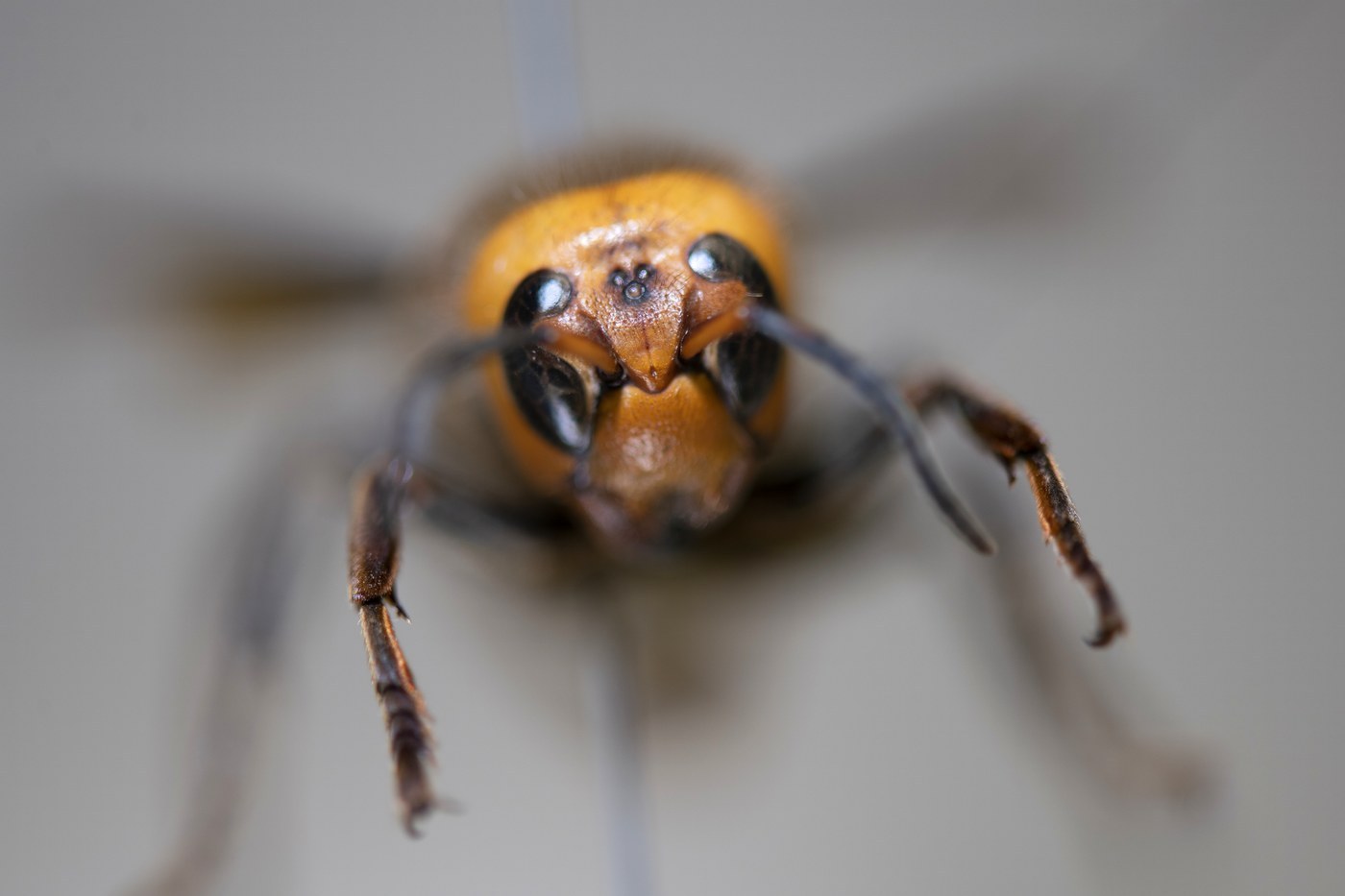 Asian Giant Hornet