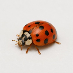 Asian Lady Beetle Identification Guide