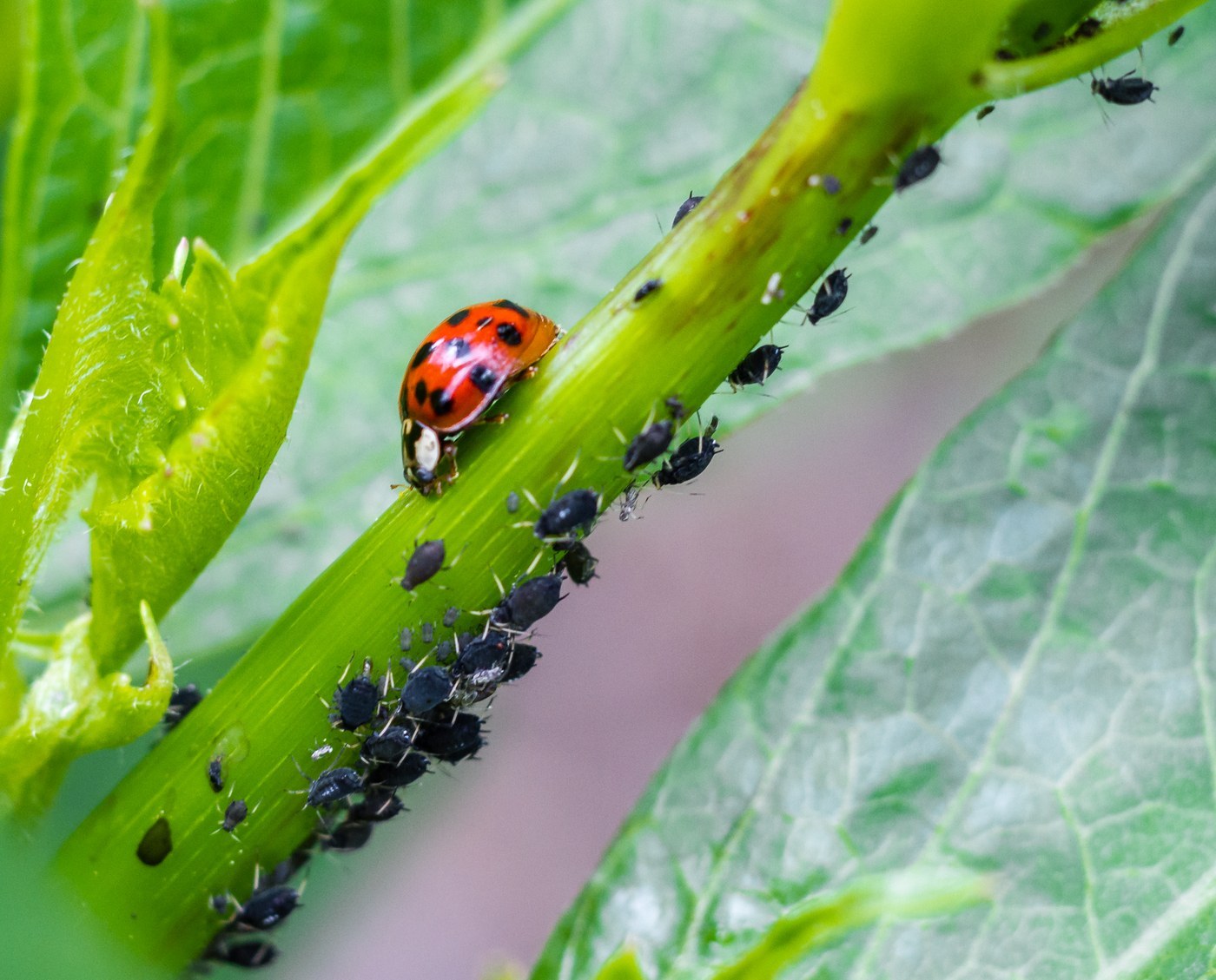 Asian Lady Beetle