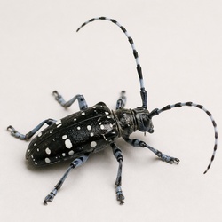 Asian Longhorned Beetle Identification Guide