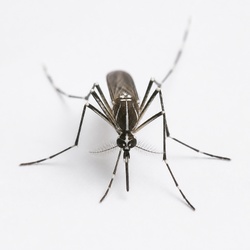 Asian Tiger Mosquito Identification Guide