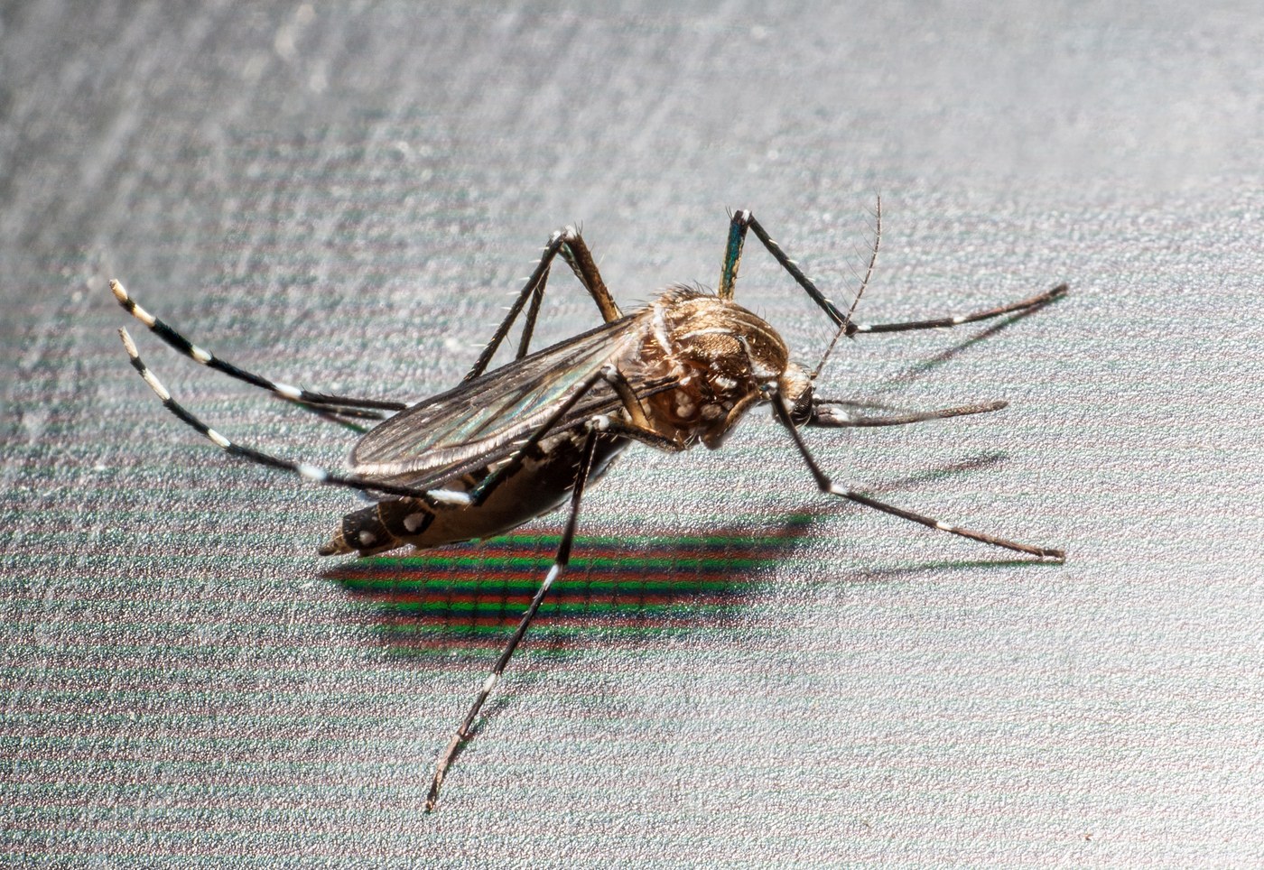 Asian Tiger Mosquito