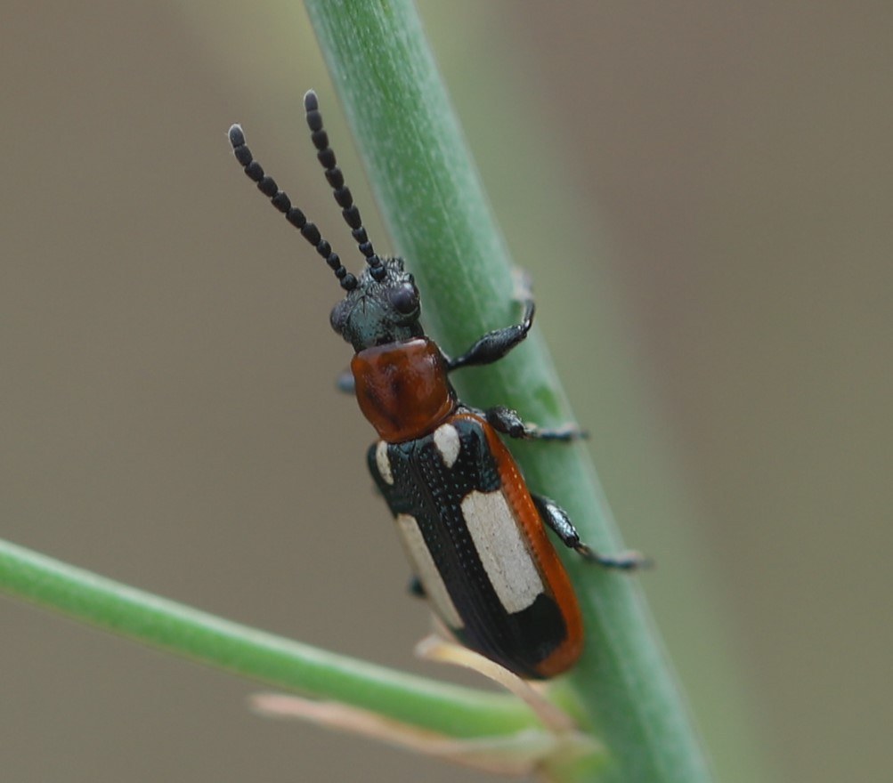 Asparagus Beetle