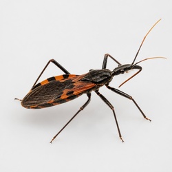 Assassin Bug Identification Guide