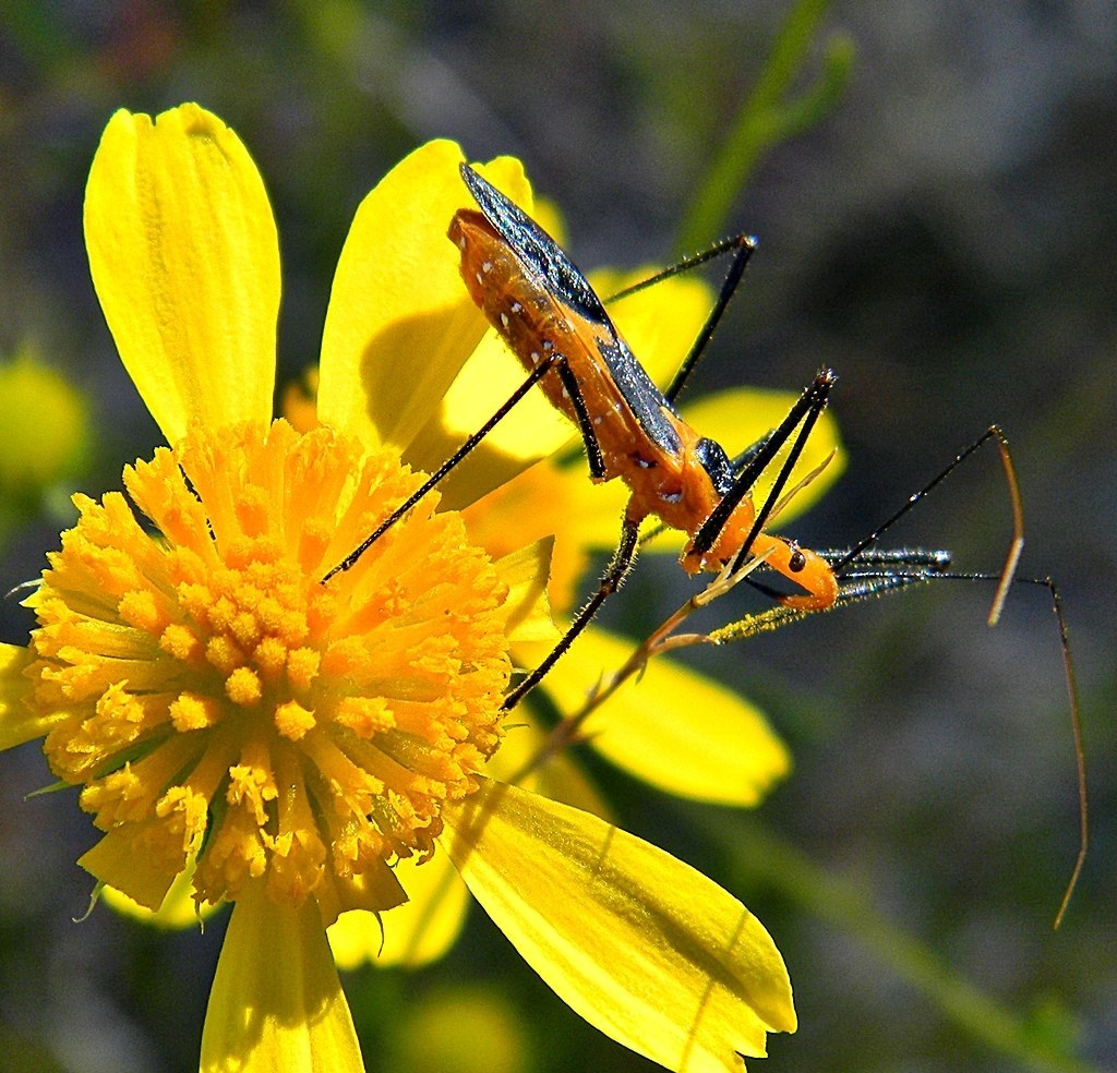 Assassin Bug