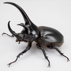 Atlas Beetle Identification Guide