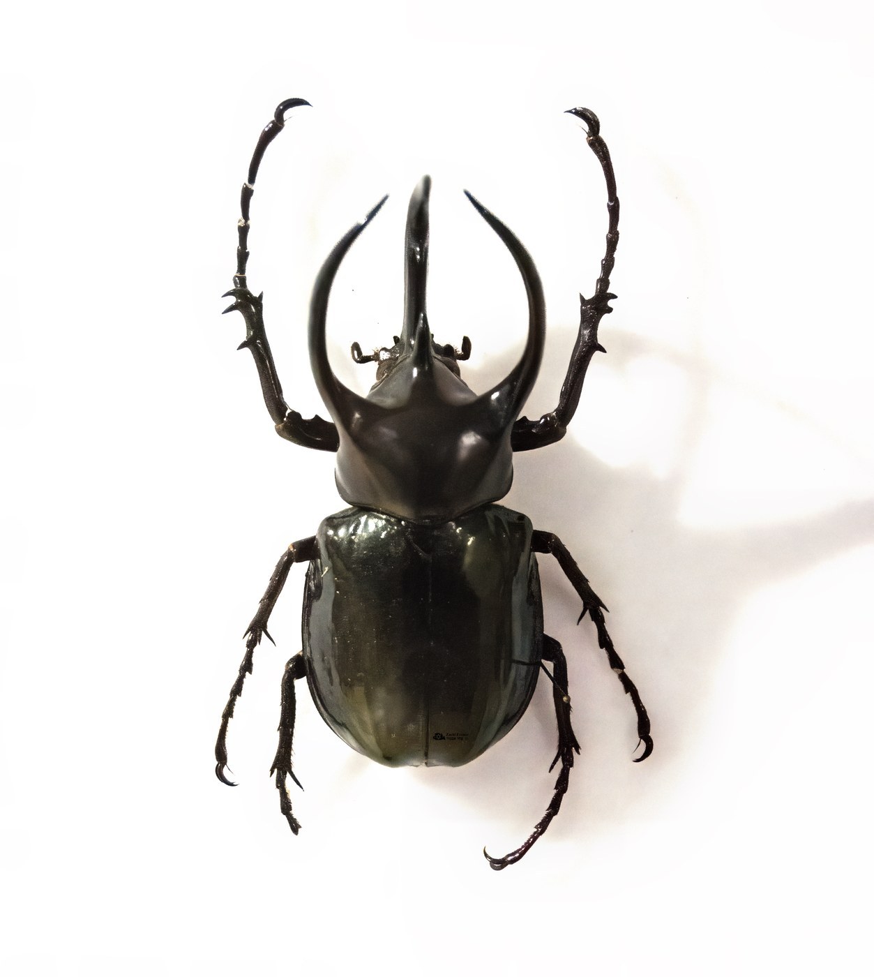 Atlas Beetle