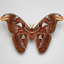 Atlas Moth Identification Guide