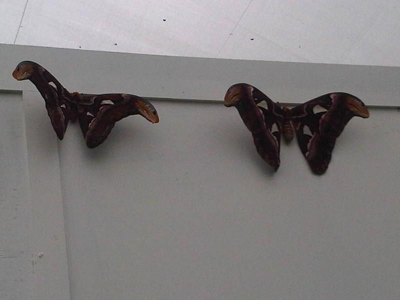 Atlas Moth