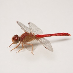 Autumn Meadowhawk Identification Guide