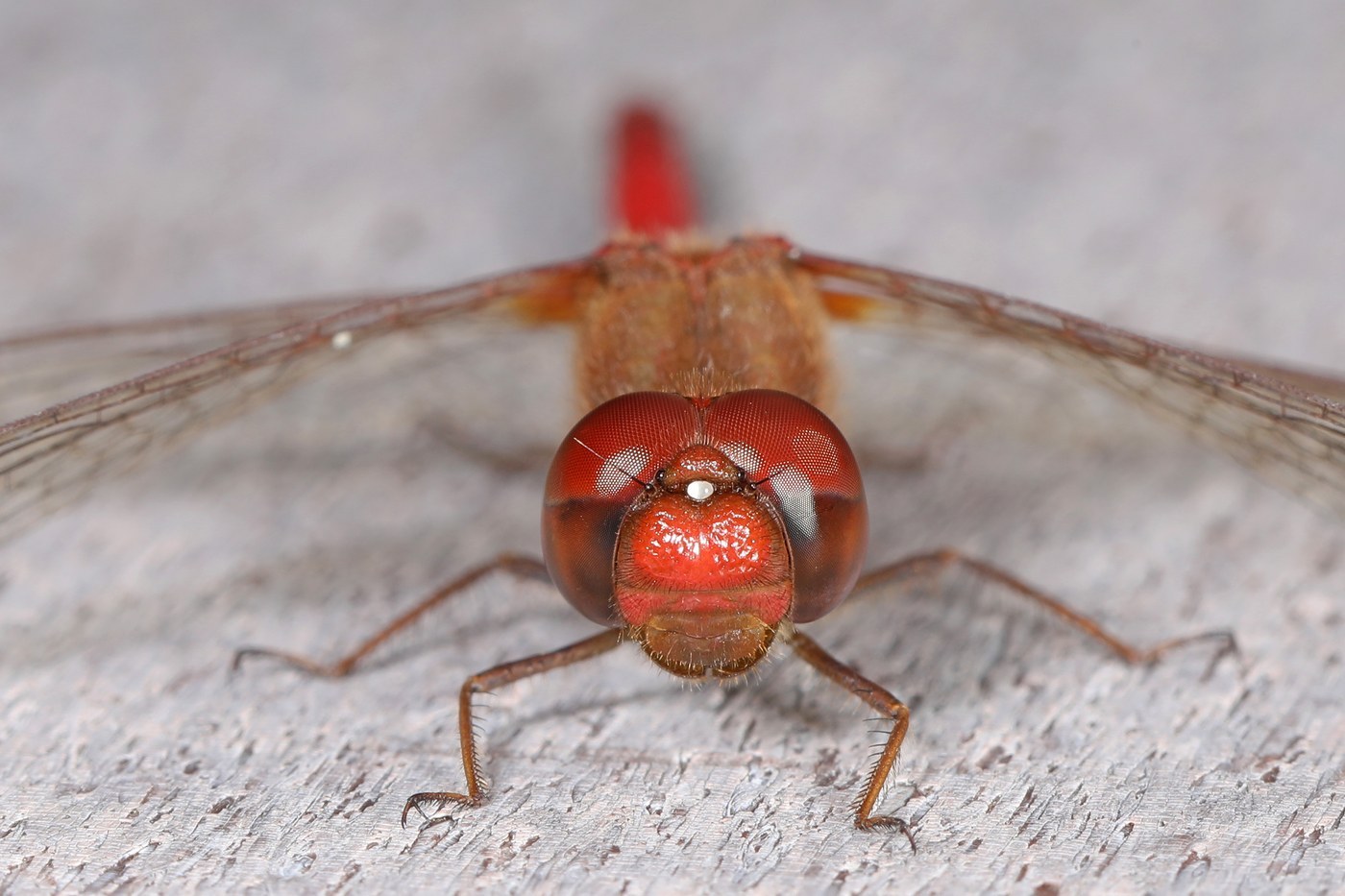 Autumn Meadowhawk