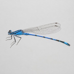 Azure Bluet Identification Guide