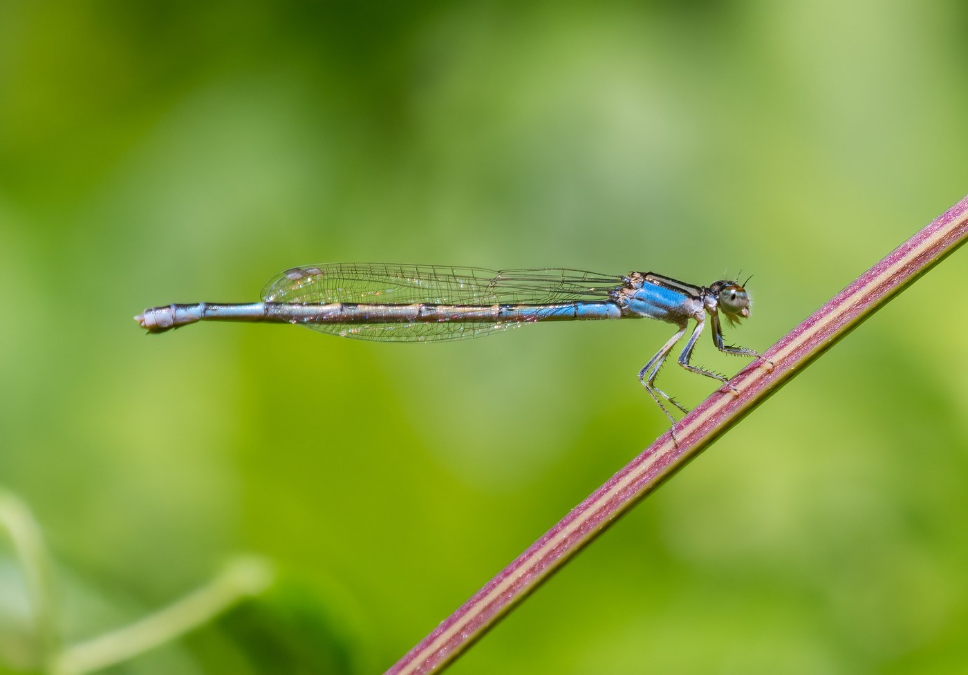 Azure Bluet