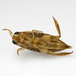Backswimmer Identification Guide