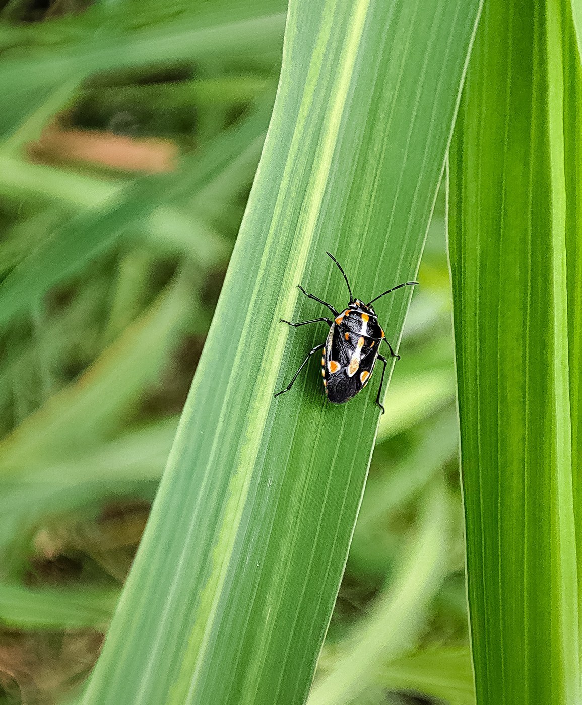Bagrada Bug