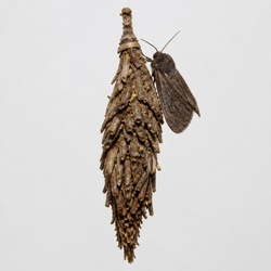 Bagworm Moth Identification Guide