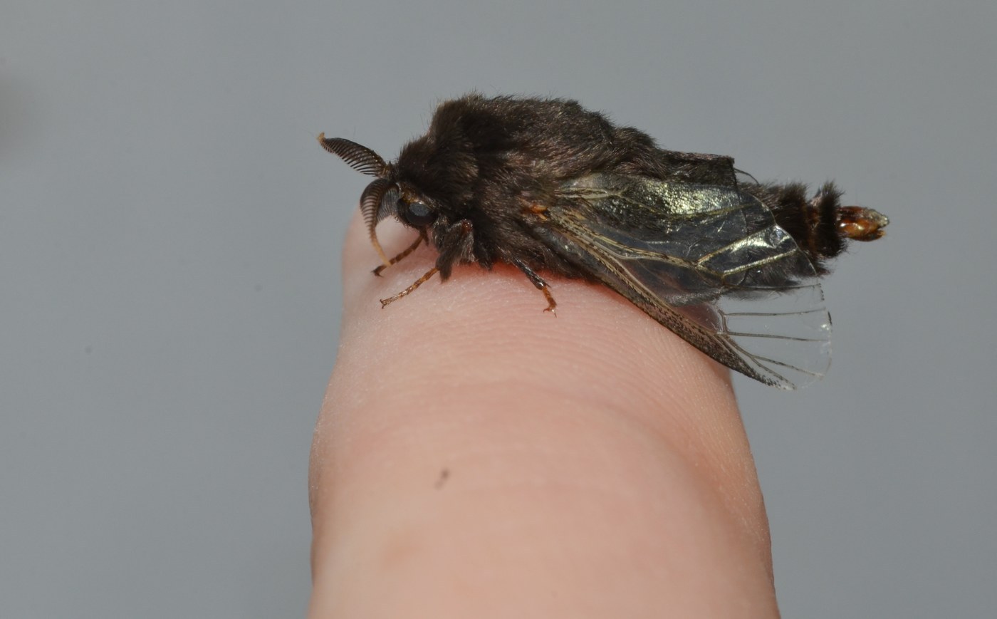 Bagworm Moth
