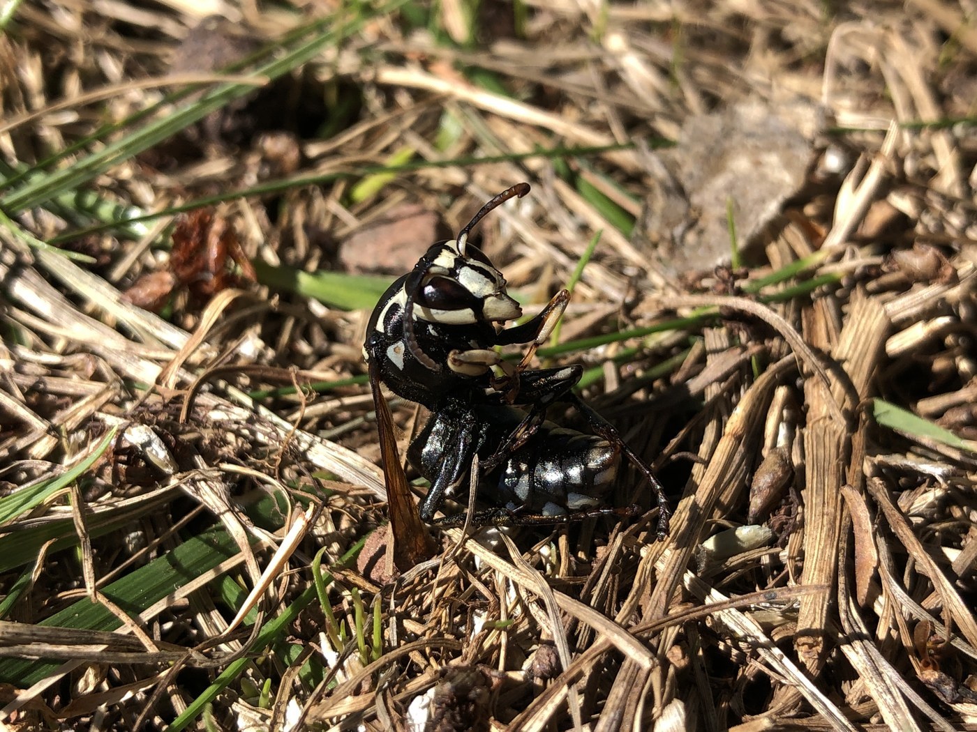 Bald-faced Hornet