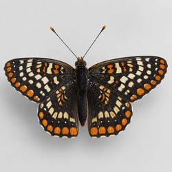 Baltimore Checkerspot Identification Guide