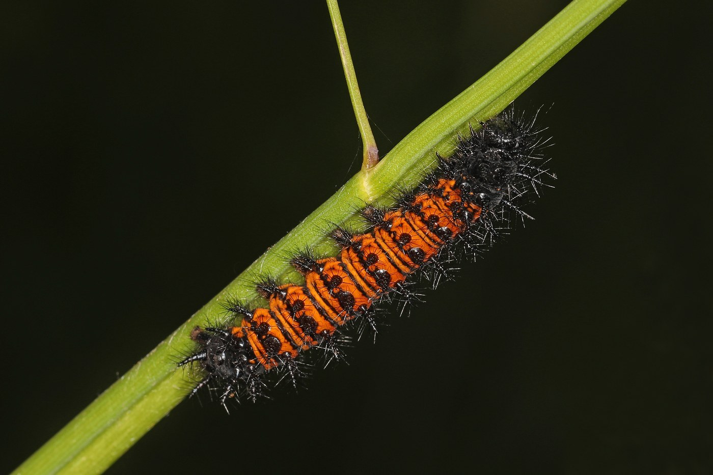 Baltimore Checkerspot