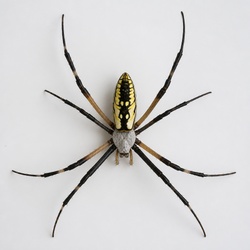 Banana Spider Identification Guide