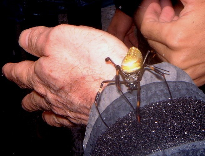 Banana Spider