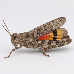 Band-winged Grasshopper Identification Guide