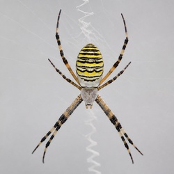 Banded Garden Spider Identification Guide