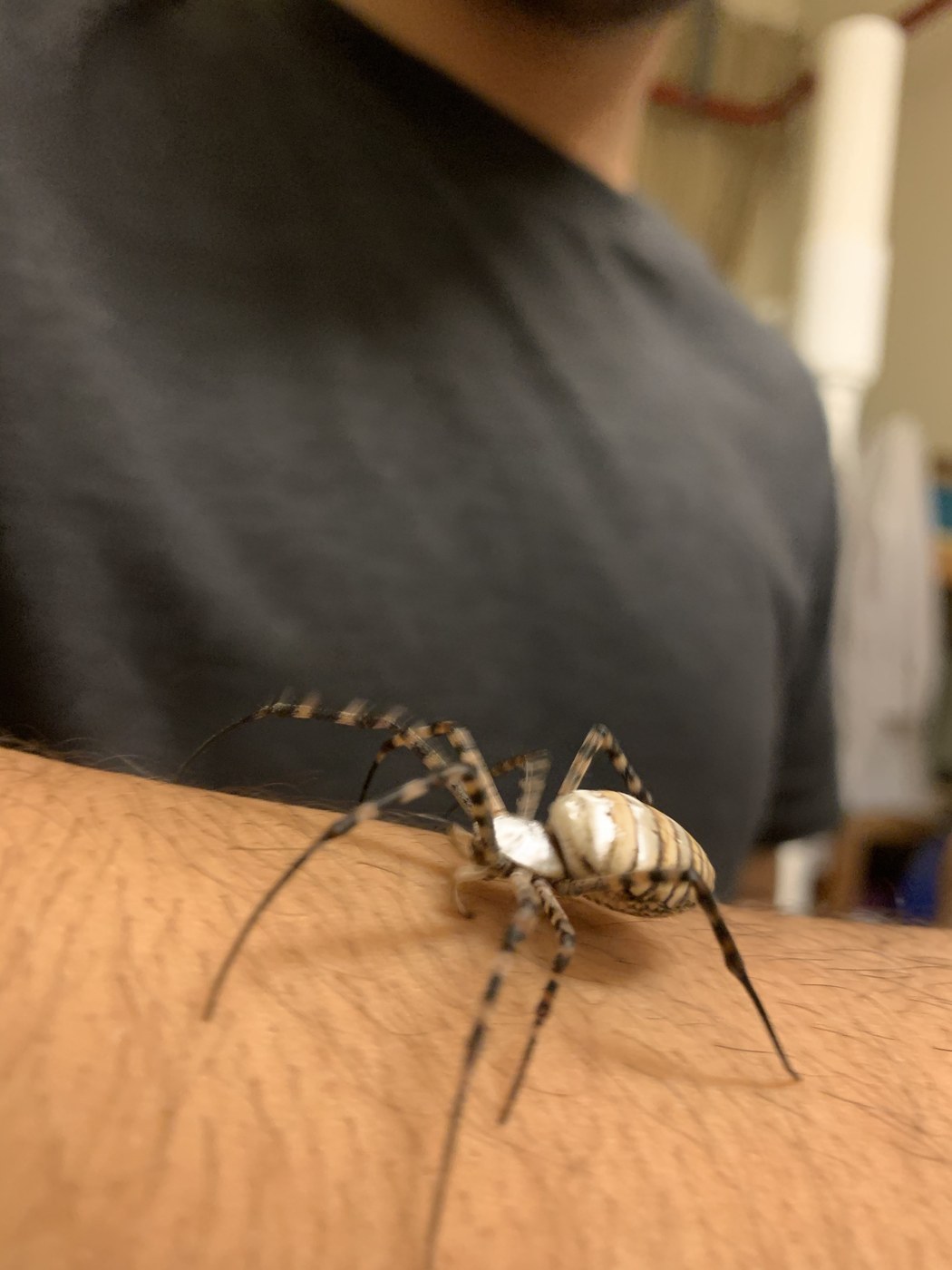 Banded Garden Spider