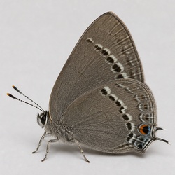 Banded Hairstreak Identification Guide