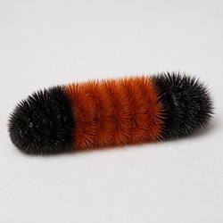 Banded Woolly Bear Moth Identification Guide