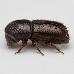 Bark Beetle Identification Guide