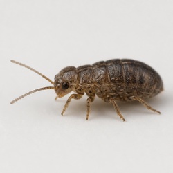 Bark Louse Identification Guide