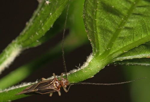 Bark Louse Identification Guide
