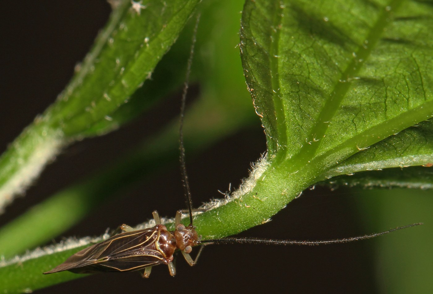 Bark Louse